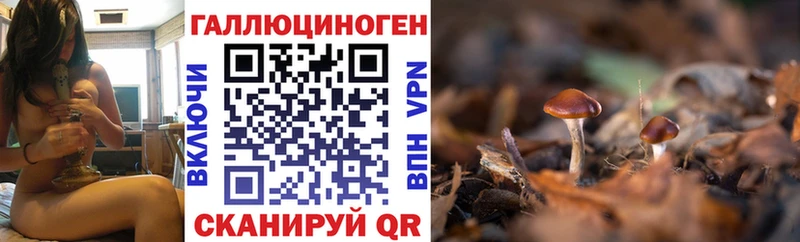 Псилоцибиновые грибы Psilocybine cubensis  Сыктывкар 